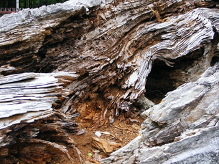 Fototapeta na wymiar Old rotten tree tunk