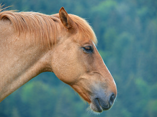 PROFIL DE CHEVAL