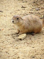 marmotte