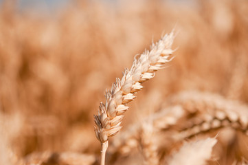 grain field