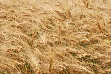 épis dans un champ de céréales.