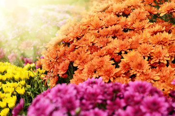 Chrysanthemum flowers background - obrazy, fototapety, plakaty
