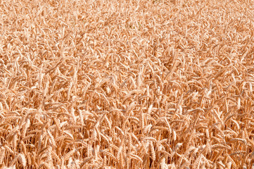 grain field