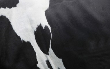 Ein Herz für Tiere