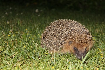 herisson dans herbe 2
