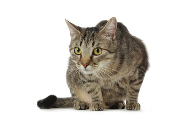 Obraz premium chat tabby brun inquiet