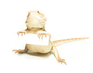 lizard holding card in hand on white background
