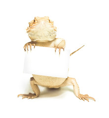 lizard holding card in hand on white background