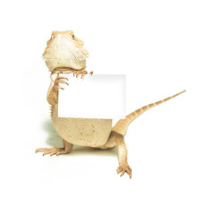 lizard holding card in hand on white background