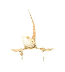 lizard holding card in hand on white background