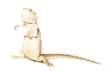 Fototapeta premium lizard holding card in hand on white background