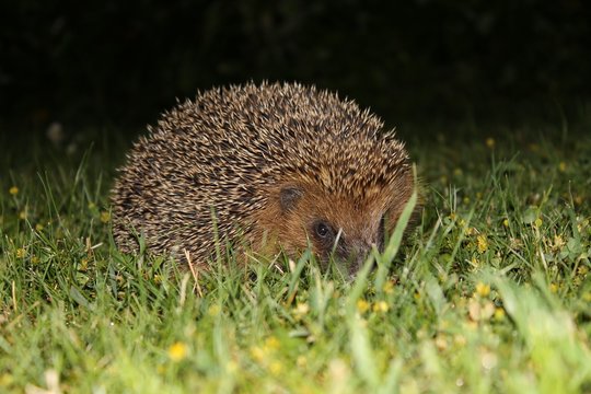 herisson dans herbe