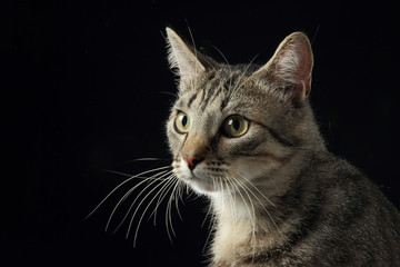 portrait chat tabby brun fond noir