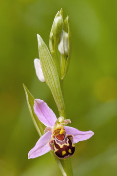 Bee orchid