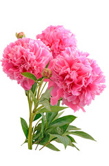 Bouquet of pink peonies