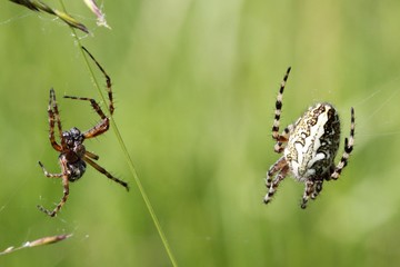 Eichblatt-Radspinne mit Männchen