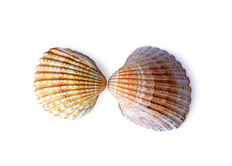 Beautiful sea shells isolated on a white background