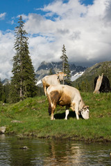 Milchkühe auf der Alm