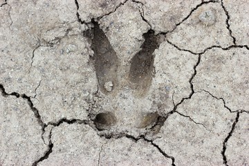 Wildschweinfährte