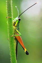 Closeup view of grasshopper on green background