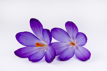 a purple crocus flower