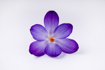 a purple crocus flower