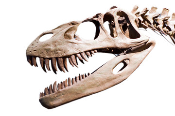 dinosaur skeleton
