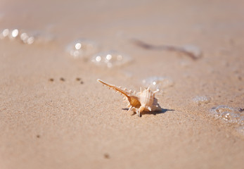 Seashell macro view on sand beach