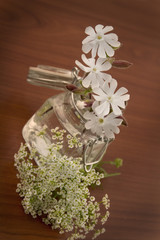 weiße lichtnelke- silene alba