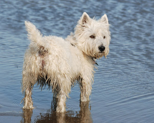 Westhighland Terrier.