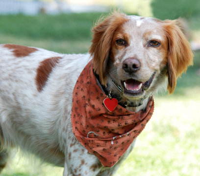 Brittany Spaniel Dog