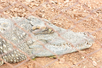 Close up Crocodiles head in captivity