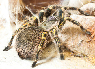 A tarantula with her web