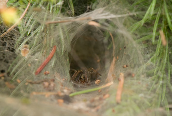 Agelena labyrinthica - male