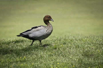 Walking Duck