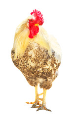 Rooster on white