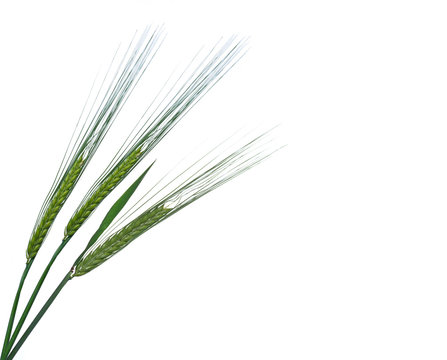 Unreife Getreide&auml;hren