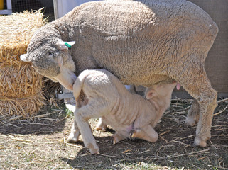 Little sheep drinking milk from mother sheep