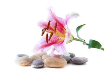 Pink lily and pebble