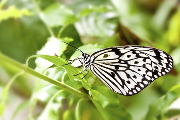 butterfly Idea leuconoe clara