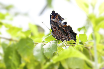 butterfly Kaniska canace drilon