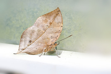 butterfly Kallima inachis formosana