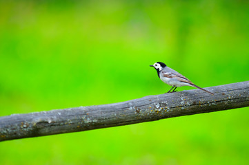 White Wagtail Bird Sitting on Perch
