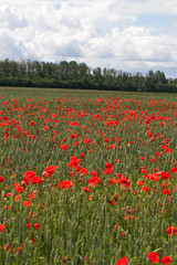 Wheat field and poppies.