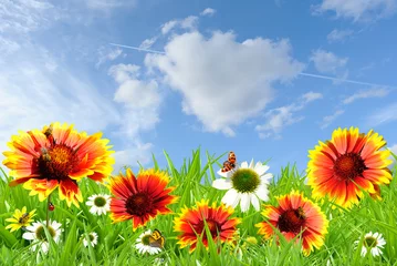 Fotobehang Lieveheersbeestjes Kleurrijke bloemen
