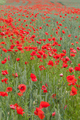 Poppies.