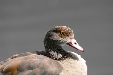 Egyptian Goose