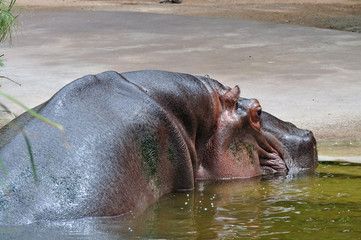 Hippopotamus (Hippopotamus amphibius) lying in water