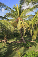 Fototapeta na wymiar Coconut tree.