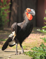 calao caffre © joël BEHR